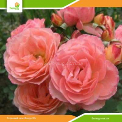 Роза Амелия Ренессанс (Amelia Renaissance) шраб