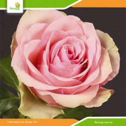 Роза Бель Роуз (Belle Rose)