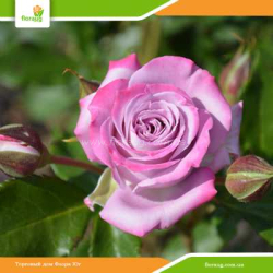 Роза Бич Хилкадо (Beach Hilcado) флорибунда