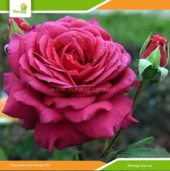 Роза Биг Перпл (Big Purple)