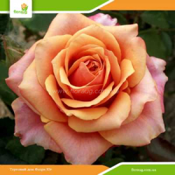 Роза Черри Бренди (Cherry Brendy)