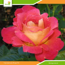 Роза Декор Арлекин (Decor Arlequin) шраб