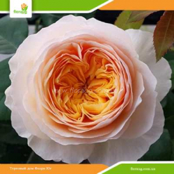 Роза Джульетта (Juliet) английская