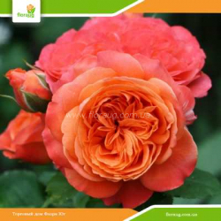 Роза Эмильен Гийо (Emilien Guillot) шраб