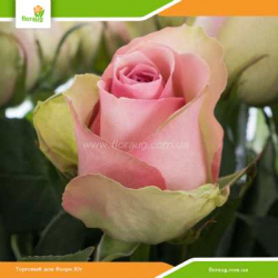 Роза Ла Белль (La Belle)