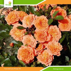 Роза Оранж Фейри (Orange Fairy) почвопокровная