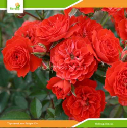 Роза Оранж Мейландина (Orange Meillandina) плетистая
