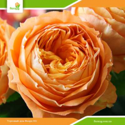 Троянда Оранж Романтика (Orange Romantica)