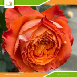 Троянда Оранж Романтика (Orange Romantica)