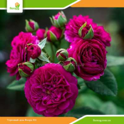 Роза Перпл Лодж (Purple Lodge) шраб