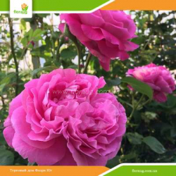 Роза Поль Нейрон (Paul Neyron) шраб