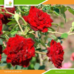 Роза Ред Каскад (Red Cascade) почвопокровная