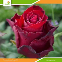 Роза Родос (Rhodos)