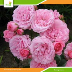 Роза Роял Боника (Royal Bonika) шраб