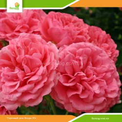 Роза Розариум Ютерсен (Rosarium Uetersen) плетистая