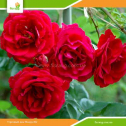 Роза Симпати (Sympatie) плетистая