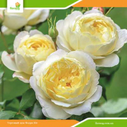 Роза Ванесса Белл (Vanessa Bell) английская