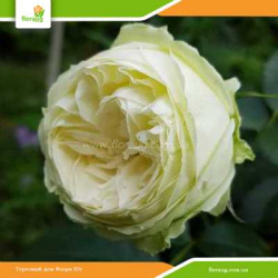 Роза Веддинг Пиано (Wedding Piano)