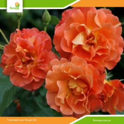 Роза Вестерленд (Westerland) шраб