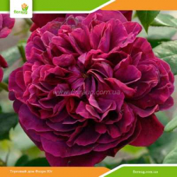 Роза Вильям Шекспир (William Shakespeare) английская