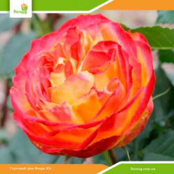 Роза Вулканика (Vulcanica) шраб