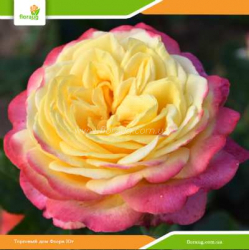 Роза Юбилей Кордеса (Kordes’ Jubilee)