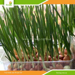 Лук на перо (Украина) 10кг