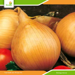 Лук севок Эксибишен (Нидерланды) 500г