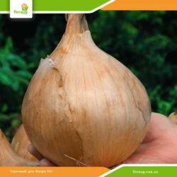 Лук севок Глобо (Нидерланды) 500г