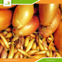 Лук севок Любчик (Украина) 500г