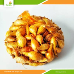 Лук севок Стурон (Украина) 500г