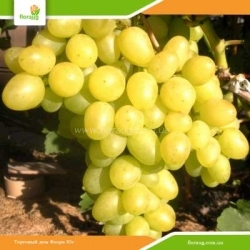 Виноград Аркадия