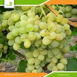 Виноград Белая красавица (Фрумоаса албэ)