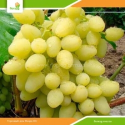 Виноград Долгожданный