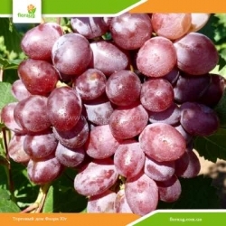 Виноград Виктория