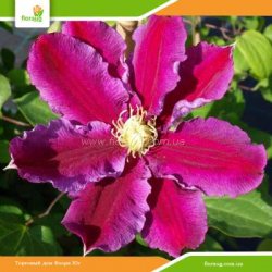 Клематис Hania (Ханя)