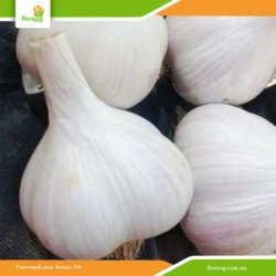 Часник посадковий Гулівер (Україна) 500г
