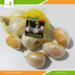 Чеснок посадочный Рокамболь (Украина) 500 г