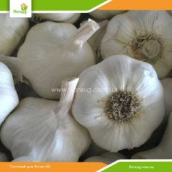 Чеснок посадочный Сочинский 56 яровой 10кг