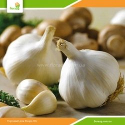 Чеснок посадочный Мессидор озимый (Голландия) 500г
