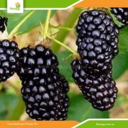 Саджанці ожини Натчез (Natchez)