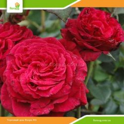 Роза Ля роз де Катрэ Вен (La Rose des 4 Vents) флорибунда