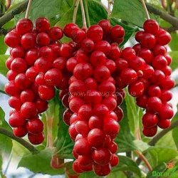 Лимонник китайский