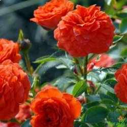 Роза Оранж Беби (Orange Babyflor) спрей