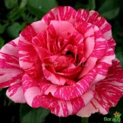 Роза Пинк Интуишн (Pink Intuition)