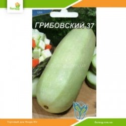 Кабачок Грибовский 37 3г (Країна насіння)