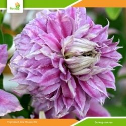 Клематис Josephine (Жозефина)