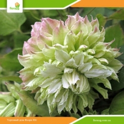 Клематис Midori (Мидори)