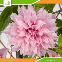 Клематіс Multi Pink (Мульті Пінк)