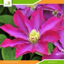 Клематис Pink Champagne, Kakio (Пинк Шампань, Какио)